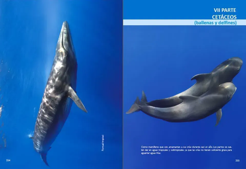 Cetaceos-1920w